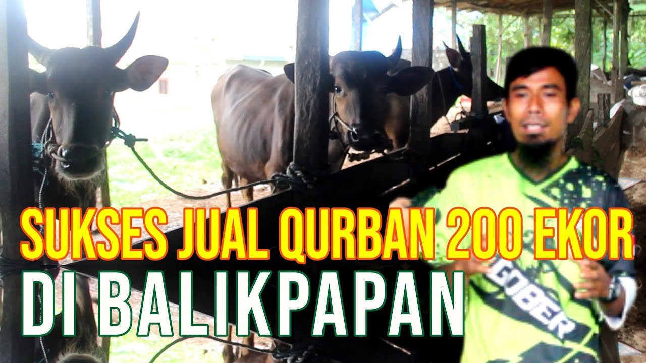 
                                 Sukses-Jual-Sapi-Balikpapan-Untuk-Qurban-200-Ekor
